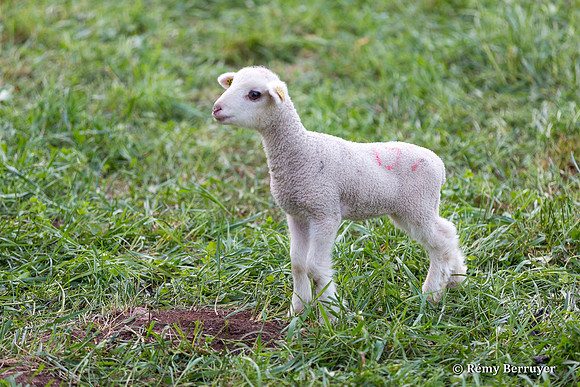 Mouton
