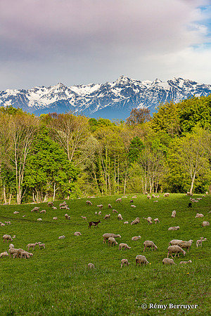 Mouton