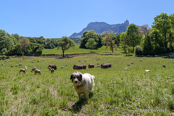 Mouton
