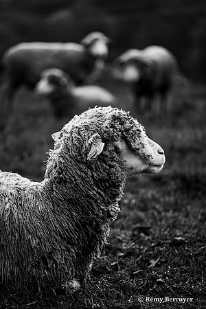 Mouton