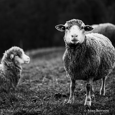 Mouton