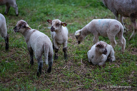 Mouton