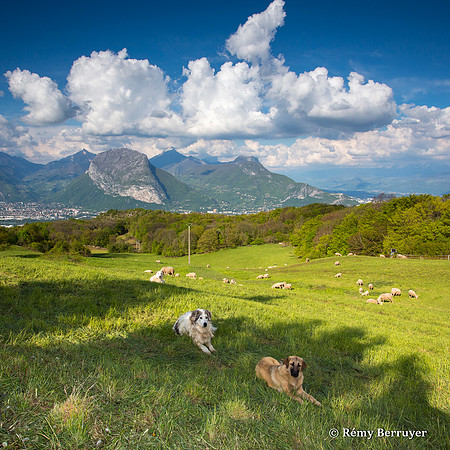 Mouton