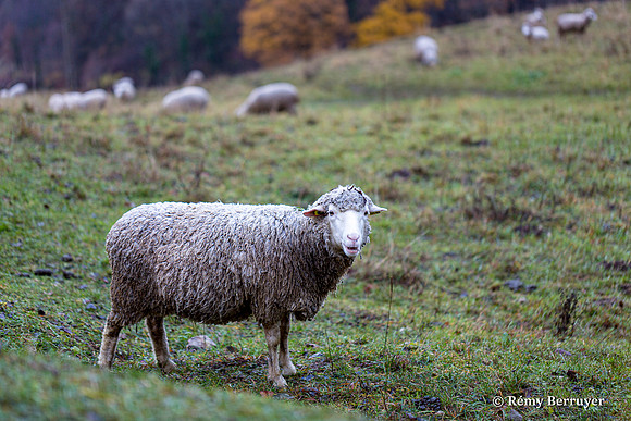 Mouton