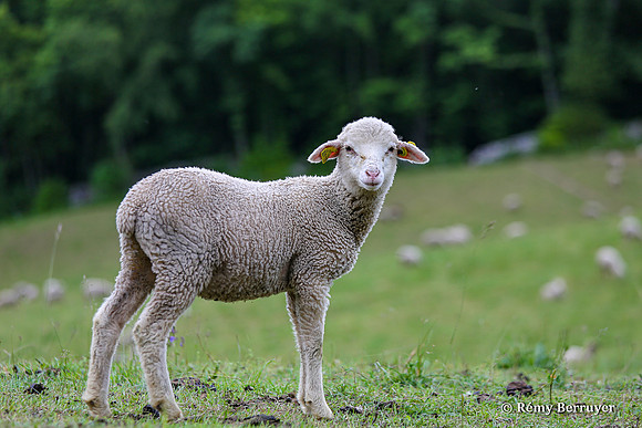 Mouton
