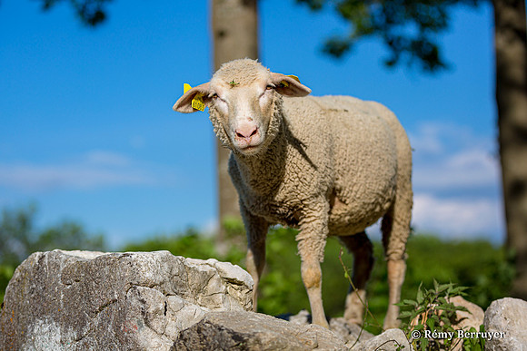 Mouton