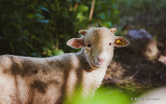 Mouton