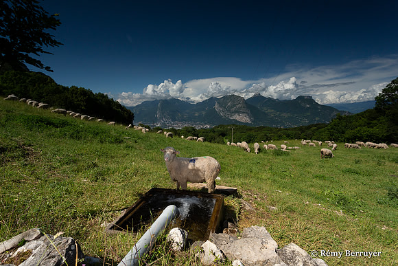 Mouton