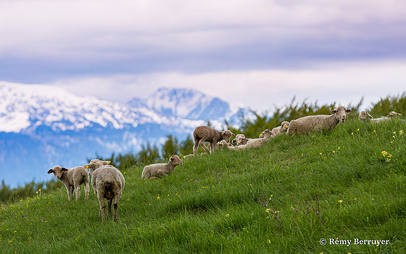 Mouton