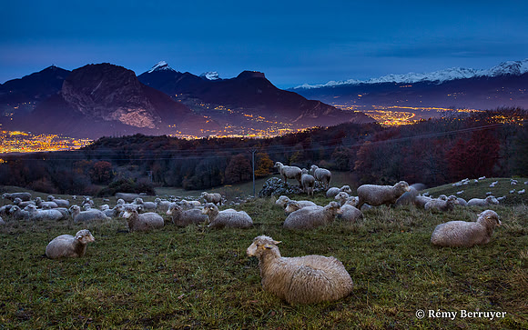 Mouton