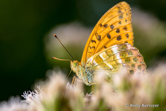 Papillon