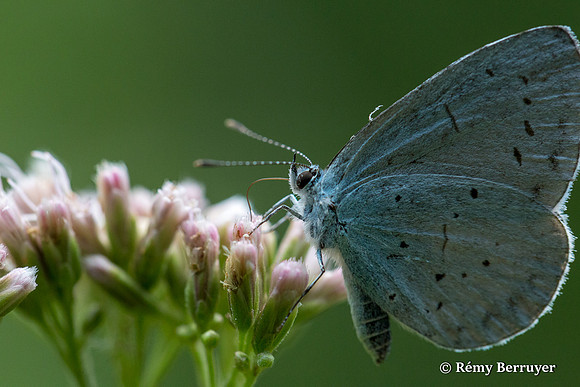 Papillon
