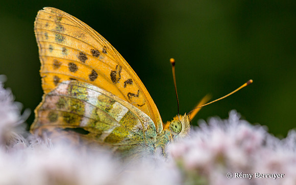 Papillon