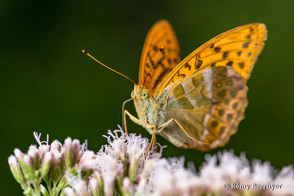 Papillon