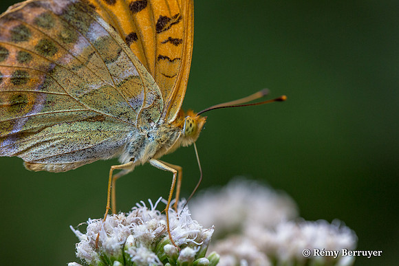 Papillon
