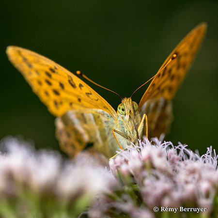 Papillon