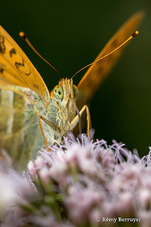 Papillon