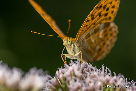 Papillon