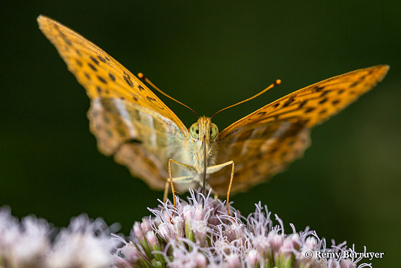 Papillon