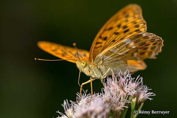 Papillon