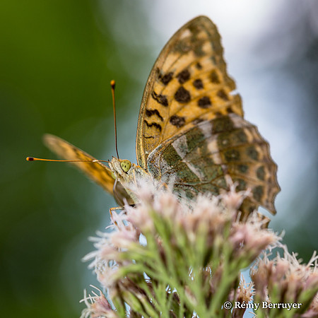 Papillon