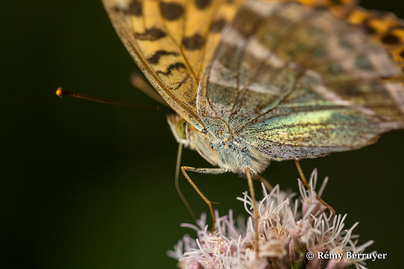 Papillon