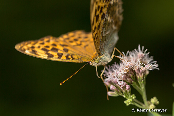 Papillon