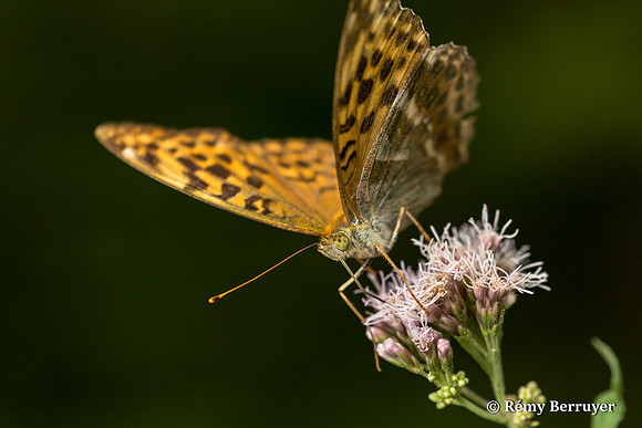 Papillon