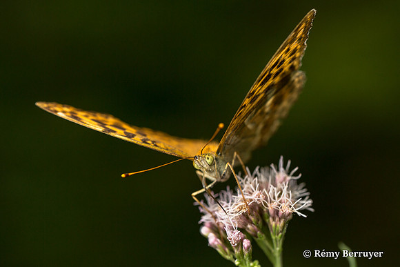 Papillon