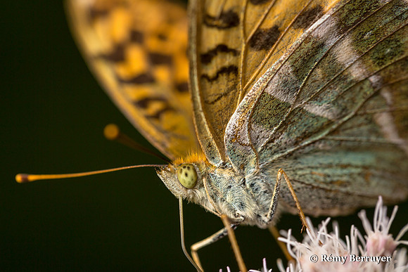 Papillon