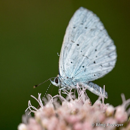 Papillon