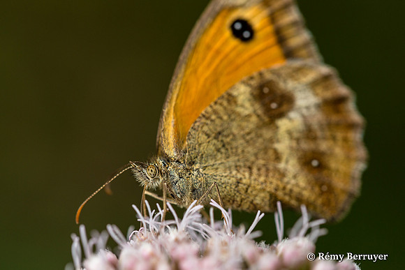 Papillon