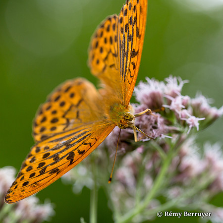 Papillon