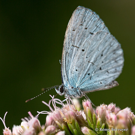 Papillon
