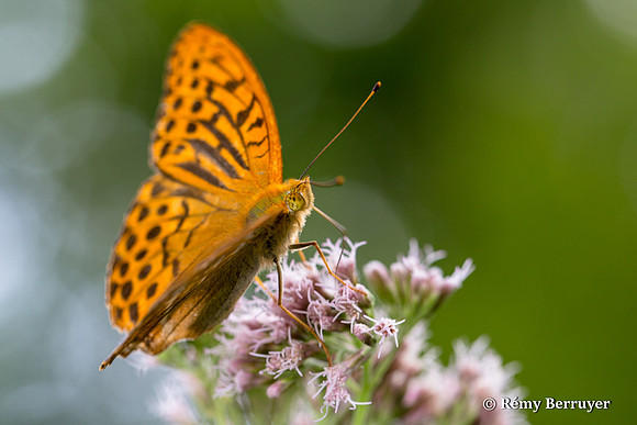 Papillon