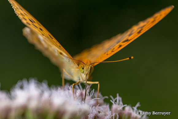Papillon