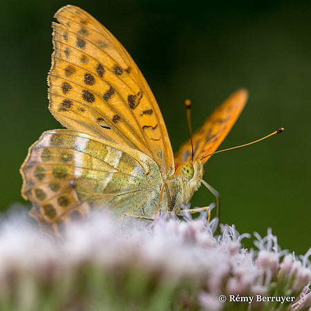 Papillon