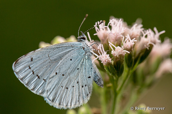 Papillon