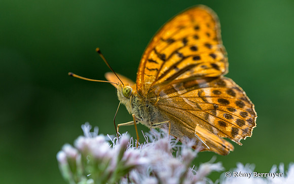 Papillon
