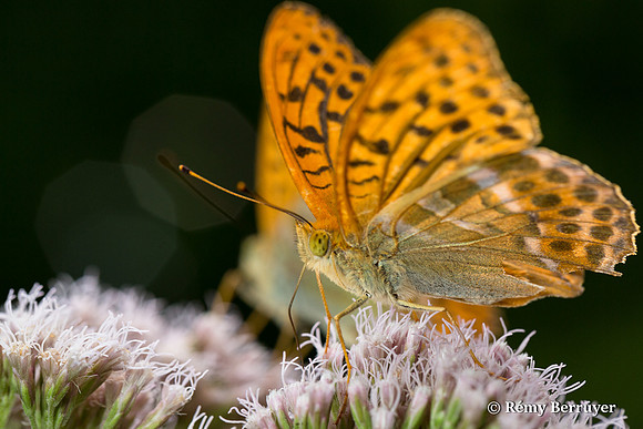 Papillon