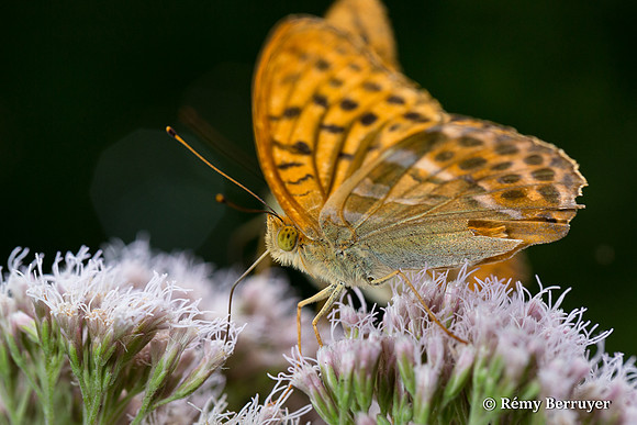 Papillon