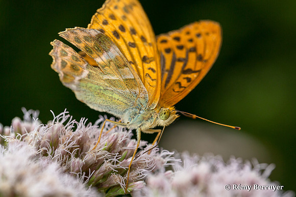 Papillon