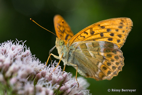 Papillon