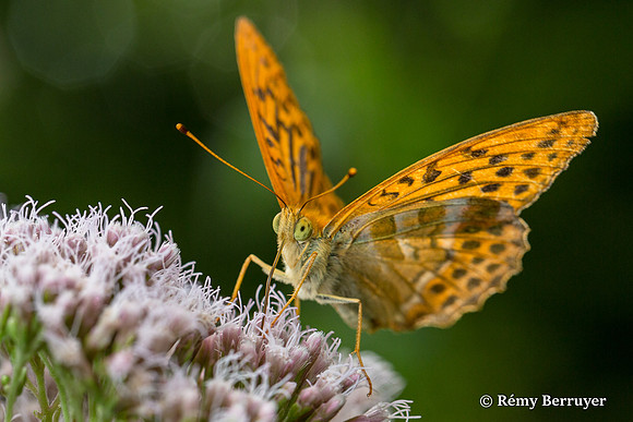 Papillon