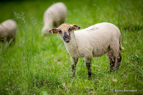 Mouton