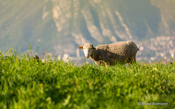 Mouton