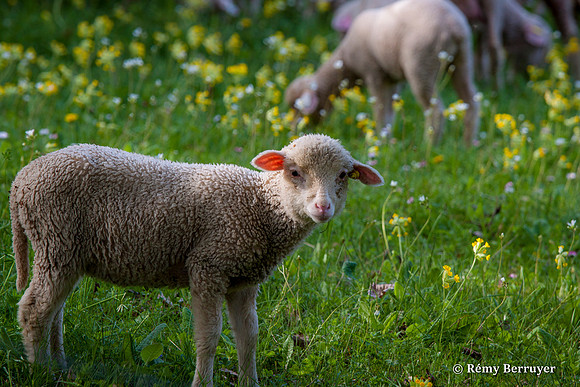 Mouton