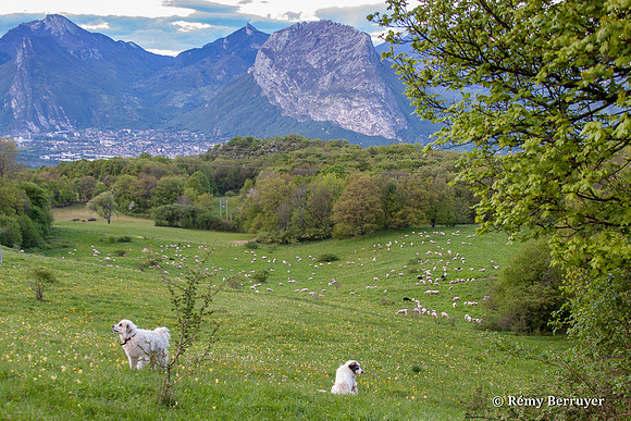 Mouton