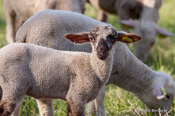 Mouton