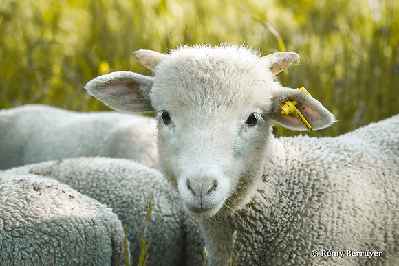 Mouton